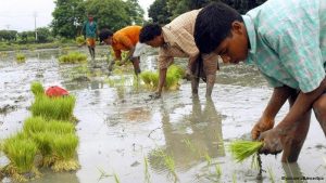 খাদ্য নিরাপত্তা ও টেকসই উন্নয়নে বাংলাদেশের বর্তমান চিত্র 