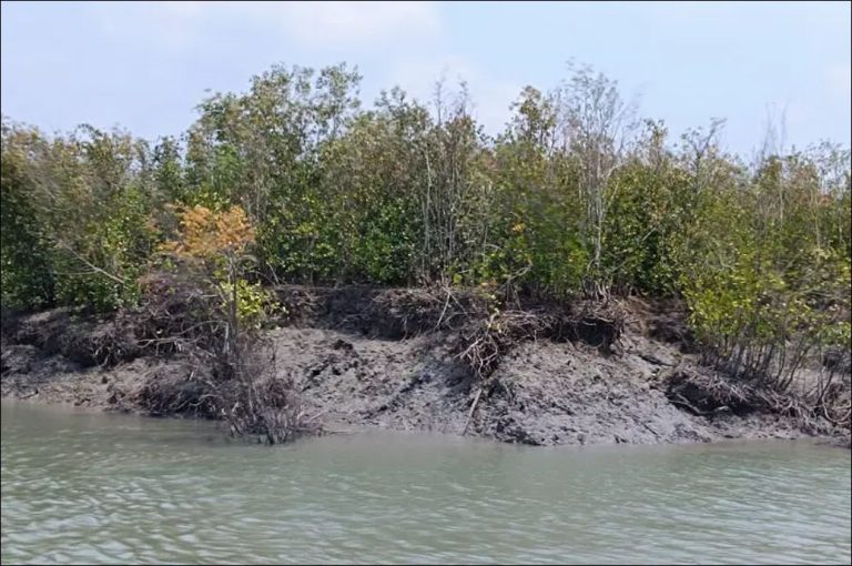 সুন্দরবন