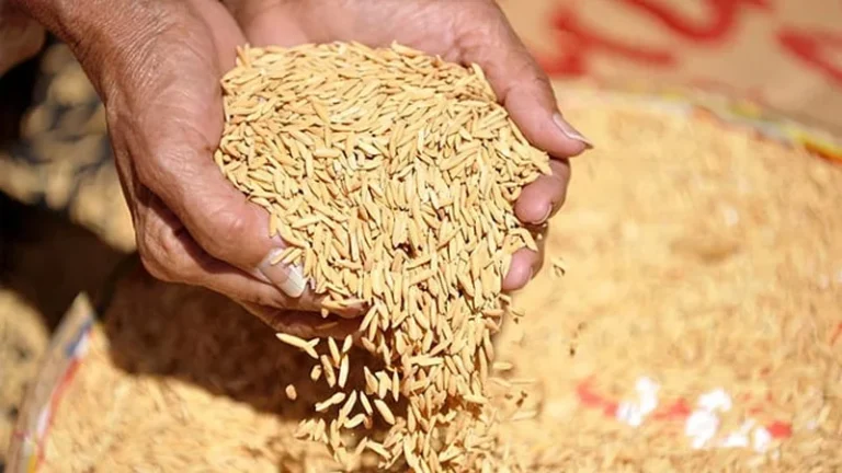 সুন্দরগঞ্জে ৮৫টি চাতাল বন্ধ, সংকটে খাদ্য সংগ্রহ অভিযান ধান