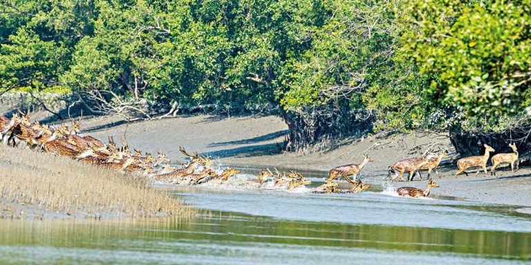 পরিবেশগত ছাড়পত্র না থাকায় সুন্দরবনসংলগ্ন ২৪টি অবৈধ রিসোর্ট উচ্ছেদের নির্দেশ