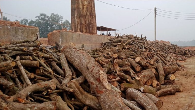 ইটভাটার কারণে বনের নিরাপত্তা ঝুঁকিতে