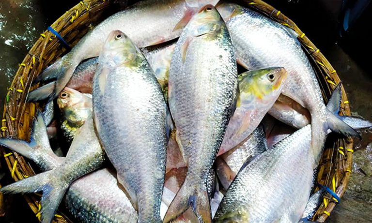 ভরা মৌসুমেও ইলিশ কেনো সহজলভ্য নয়? পহেলা বৈশাখ ঘিরে ইলিশের দাম আকাশচুম্বী