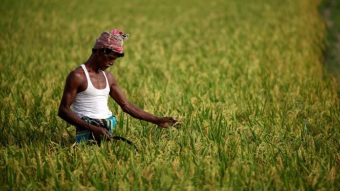 উৎপাদন বাড়লেও কৃষক কেন স্বস্তি পাচ্ছেন না? কৃষিঋণের সুদ বাড়ায় কৃষকদের ঋণ গ্রহণে আগ্রহ কম