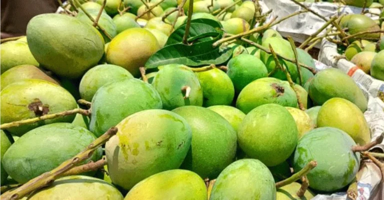 পাঁচ হাজার টন বাংলাদেশের আম বিশ্বের ৩৮ দেশে রপ্তানির লক্ষ্যমাত্রা পাঁচ হাজার টন বাংলাদেশের আম ৩৮ দেশে রপ্তানির লক্ষ্যমাত্রা