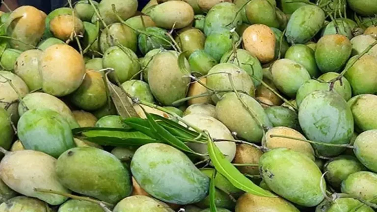 প্রথমবারের মতো চীনে রপ্তানি হচ্ছে বাংলাদেশের আম ৫০ টন