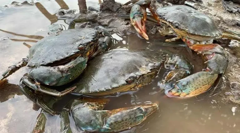 কাঁকড়া চাষে স্বাবলম্বী হচ্ছে উপকূল, রপ্তানি ১০০ কোটি টাকা!