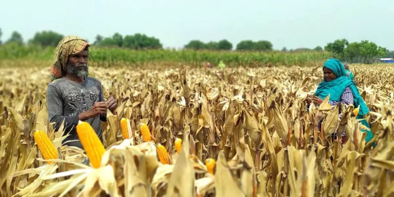 দেশে ভুট্টা চাষে অগ্রগতি হলেও বাজারমূল্য কমে যাওয়ায় হতাশ চাষিরা
