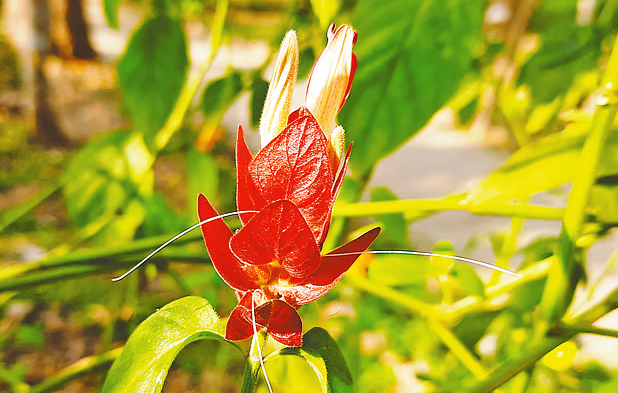 প্রকৃতির খেয়ালে ফুলের গায়ে চিংড়ির ছায়া