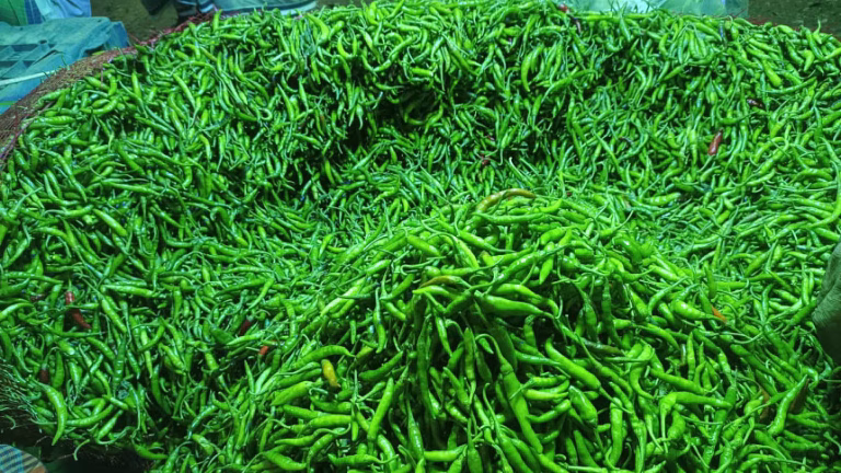 আমদানি বাড়ায় কমছে কাঁচা মরিচের দাম