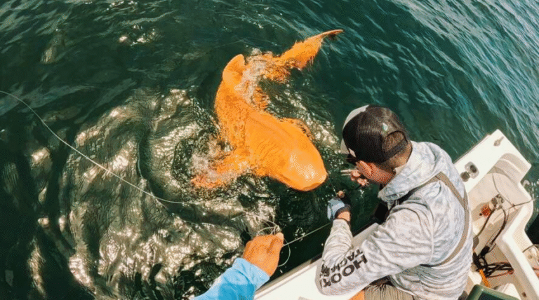টরটুগুয়েরা ন্যাশনাল পার্কের কাছে কমলা রঙের হাঙর। ছবি: প্যারিসিমা ডোমাস ডেই-র ফেসবুক অ্যাকাউন্ট