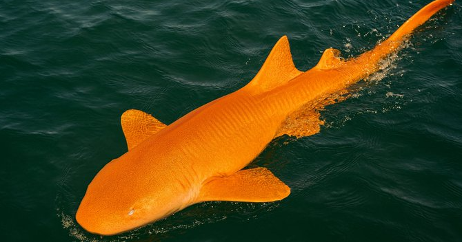 টরটুগুয়েরা ন্যাশনাল পার্কের কাছে কমলা রঙের হাঙর। ছবি: প্যারিসিমা ডোমাস ডেই-র ফেসবুক অ্যাকাউন্ট