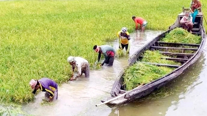 আধুনিক ধানের ছায়ায় কি হারাচ্ছে গ্রামের প্রকৃতি ও জীবনধারা?