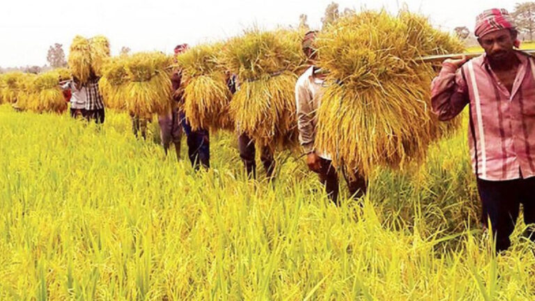 ধান সংগ্রহে লক্ষ্য ছাড়িয়ে ৩.৭৭ লাখ টন অর্জন