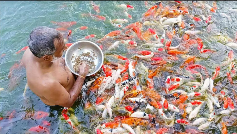 মাছ