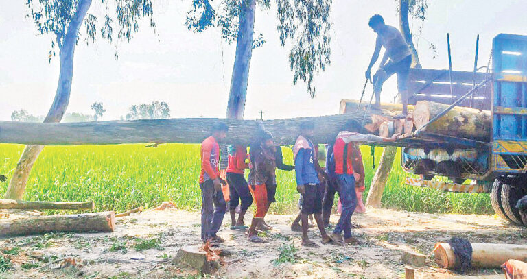 টেন্ডার ছাড়াই সরকারি রাস্তার ৬০০ গাছ কাটা হচ্ছে