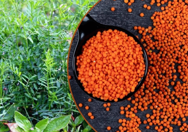 মসুর ডালের দাম কেজিতে বেড়েছে ২০ টাকা