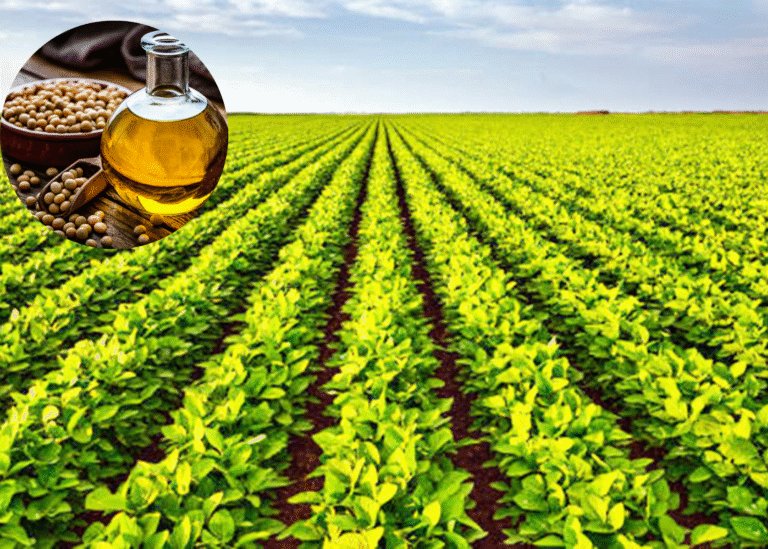 হলুদ সোনা চাষে নেমেছে হতাশার ছায়া