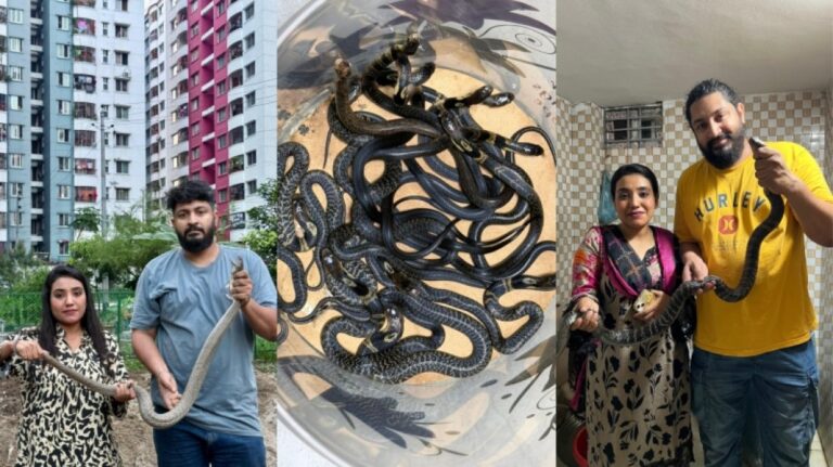 রাজধানীতে বিষধর সাপের হানা, আতঙ্কিত নগরবাসী