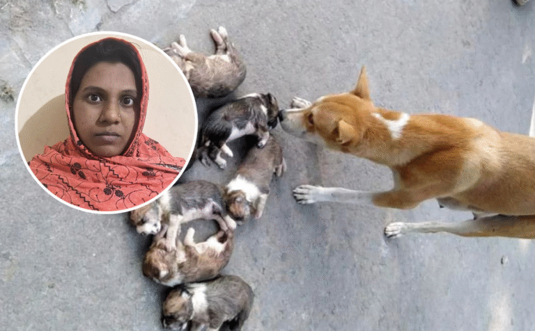 ৮ কুকুরছানা হত্যার ঘটনায় সরকারি কর্মকর্তার স্ত্রী গ্রেপ্তার