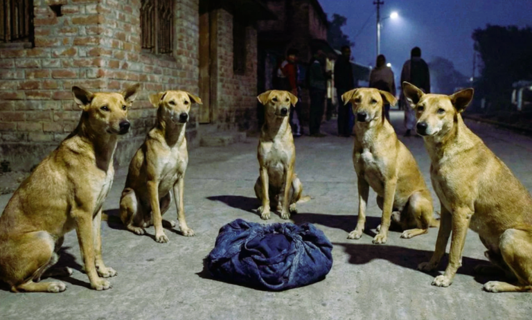 রাস্তায় ফেলে যাওয়া শিশুকে রাতভর পাহারা দিল একদল কুকুর