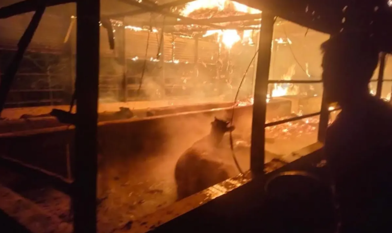 মধ্যরাতে আগুনে পুড়ল ৫ গরু, খামারি নিঃস্ব