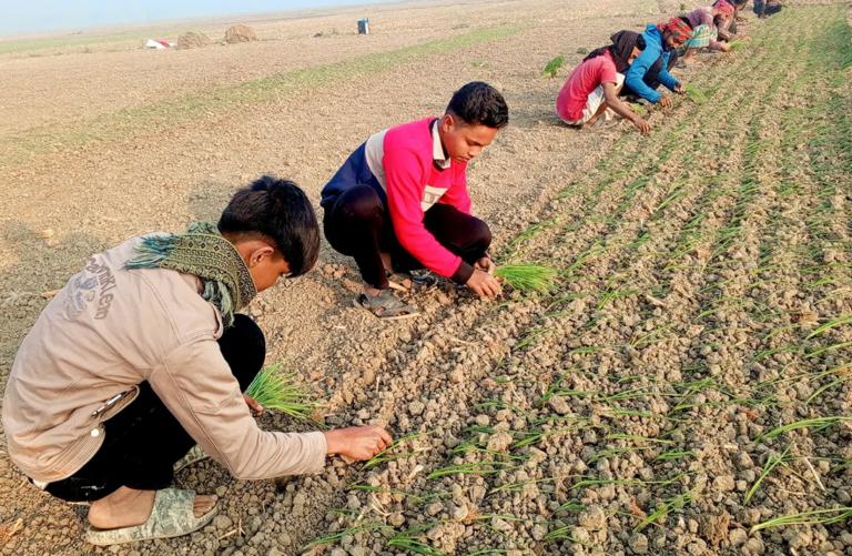 শ্রমিক সংকটে পেঁয়াজ রোপণে মাঠে নেমেছে শিক্ষার্থীরা