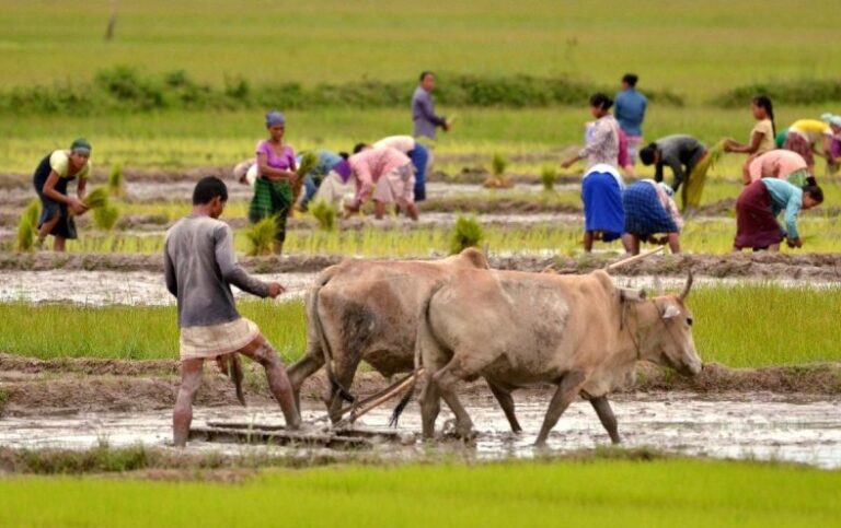 কৃষকের জীবন ও জীবিকা নিশ্চিত করতে নতুন পথের খোঁজ