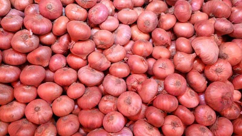 আমদানির দরজা খুলতেই এক ঝটকায় ২০–৪০ টাকা কমল পেঁয়াজের দাম