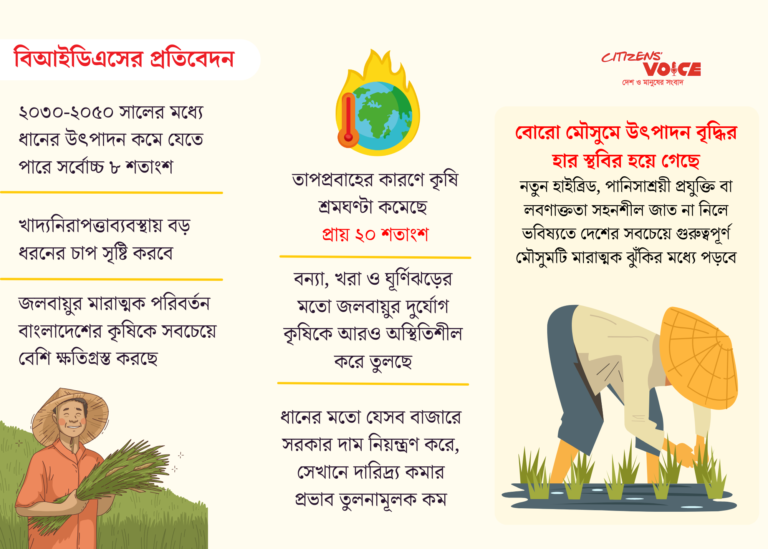 ধানের উৎপাদন ৮% কমার আশঙ্কা