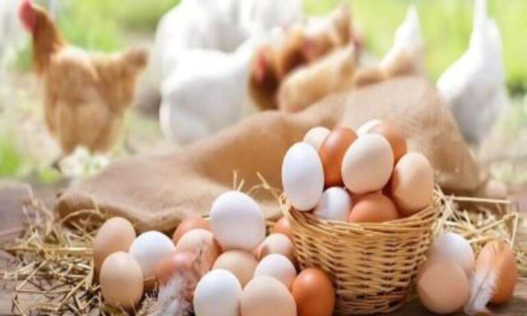 বাংলাদেশের ডিম-মুরগিতে নিষেধাজ্ঞা জারি করল সৌদি