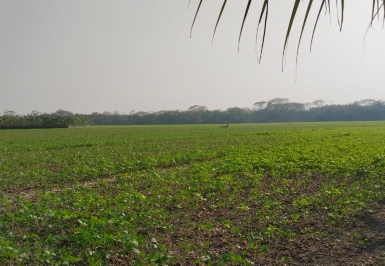 বরিশালে ইরি-বোরো চাষ ছেড়ে সয়াবিন আবাদে ঝুঁকছেন কৃষকরা