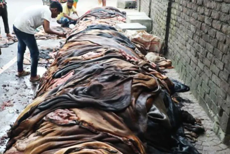 ২ হাজার টাকার চামড়া বিক্রি হচ্ছে ৫০০ টাকায়