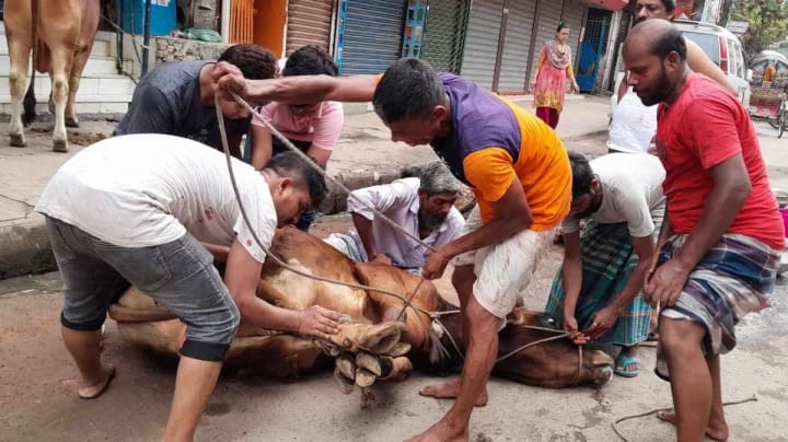 ঈদের দ্বিতীয় দিনেও অব্যাহত কোরবানি কার্যক্রম
