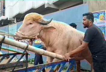 কোরবানি হচ্ছে না আলোচিত ‘ডোনাল্ড ট্রাম্প’ নামের মহিষটি