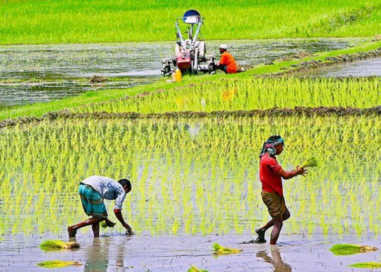 কৃষি খাতে বরাদ্দ ৬ হাজার ২০৯ কোটি টাকা বাড়ানোর প্রস্তাব