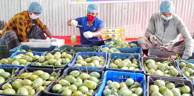 ১৩ হাজার কোটি টাকার আমের বাজারে রপ্তানিতে হতাশা