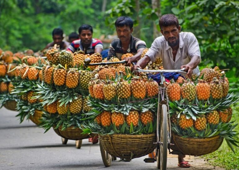 মধুপুরের আনারস এবার বিশ্ববাজারে