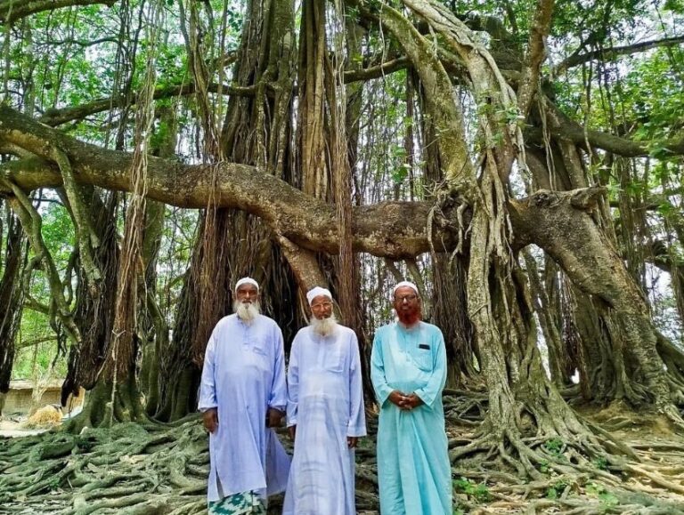 তিনজন ব্যক্তির অদম্য সাহসে রক্ষা পেল ৫০০ বছরের প্রাচীন বটগাছ