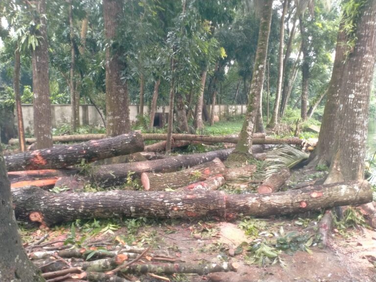 বানারীপাড়ায় টেন্ডার ছাড়াই উপজেলা স্বাস্থ্য কমপ্লেক্সের ১৪টি গাছ বিক্রির অভিযোগ