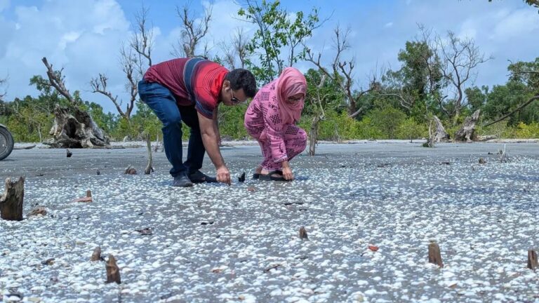 সাগরকন্যা কুয়াকাটায় দেখা মিলছে ঝিনুকের ‘সাদা গালিচা’, মুগ্ধ পর্যটকরা