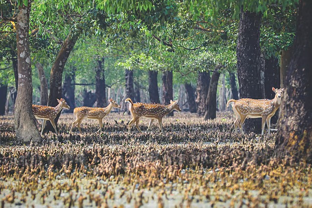 সুন্দরবনের কাছে এলএনজি টার্মিনালের ভাবনা, বিশ্ব-ঐতিহ্য হারানোর শঙ্কা বিশেষজ্ঞদের