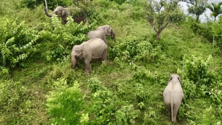 হাতিকে প্রতিবেশী ভেবে রাঙামাটির বরুণাছড়ির মানুষের শান্তিপূর্ণ সহাবস্থান