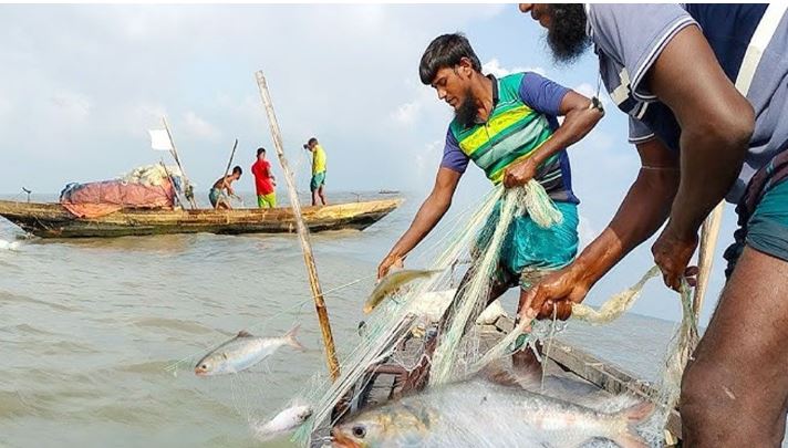 মা ইলিশ রক্ষায় ২২ দিনের জন্য বন্ধ ইলিশ আহরণ, চাঁদপুরে কড়া নজরদারির প্রস্তুতি